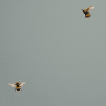 Обои с пчелами Andrea Rossi Cavolli 54419-7